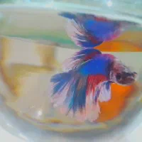 ماهی فایتر  نر