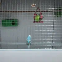 مرغ عشق و زنجیر سگ