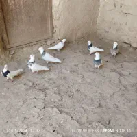 طوقی‌ نر ماده‌‌ فروشی