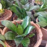 گلدان سانسوریا، پتوس، قاشقی|گل و گیاه طبیعی|اصفهان, طامه|دیوار