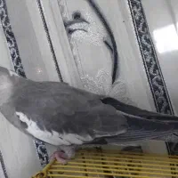 عروس هلندی نر و ماده جفت|پرنده|شیراز, شهرک والفجر|دیوار