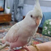 عروس هلندی گم شده مژدگانی بیش از پول پرنده