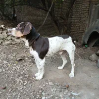 سگ شکاری|سگ|علی‌آباد کتول, |دیوار