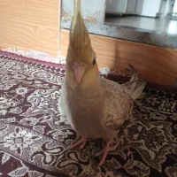 عروس هلندی