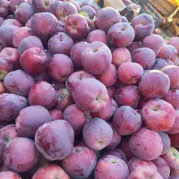 سیب دو ردیف لوکس در جعبه ۸کیلویی