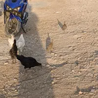 یه جفت بلدرچین پرورشی