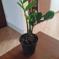 تکثیر گل زاموفیلیا|گل و گیاه طبیعی|شیروان (خراسان), |دیوار