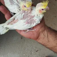 عروس هلندی|پرنده|خورموج, |دیوار