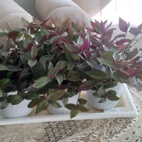 گل برگ بیدی بسیار زیبا مناسب هدیه