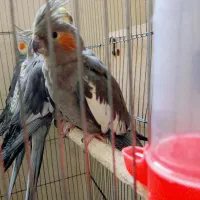 عروس هلندی