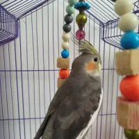 عروس هلندی نر سخنگو