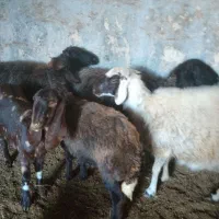 گوسفند جوان سه تا میش و یکی بره پارسال|حیوانات مزرعه|گنبد کاووس, |دیوار