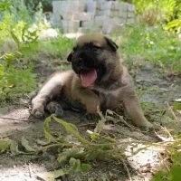 توله سگ سرابی اصیل