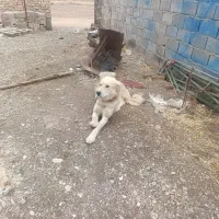 فروش سگ|سگ|آوج, |دیوار