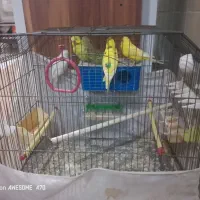 مرغ عشق 3عدد با قفس 600بدون قفس 450