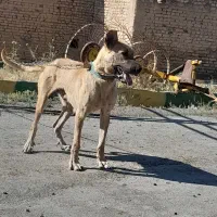 سگ سرابی