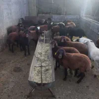 بره ماده افشار وترکی سبک|حیوانات مزرعه|مرودشت, ده بید|دیوار