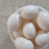 تخم تازه کبوتر|پرنده|شیراز, وزیرآباد|دیوار