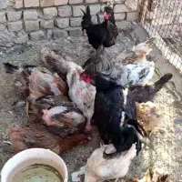 مرغ خانگی