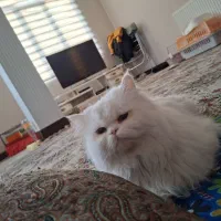 دوعدد گربه پرشین جفت