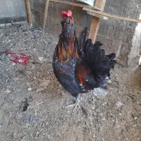 خروس گلین