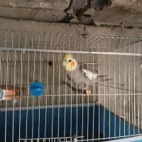 عروس هلندی|پرنده|نورآباد ممسنی, |دیوار