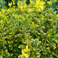 گل گیاه|عمده‌فروشی|رودسر, |دیوار