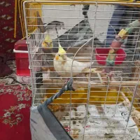 عروس هلندی جفت