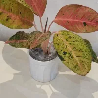 گل آپارتمانی|گل و گیاه طبیعی|بندر انزلی, کوی بهار|دیوار