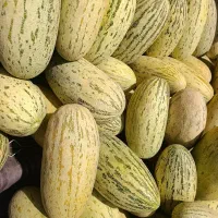 خربزه ی درجه ی یک مثل عسل