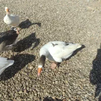 قوغاز و غاز محلی|حیوانات مزرعه|خرمدشت, |دیوار