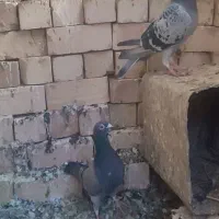 سبز المان مسافتی|پرنده|نیشابور, چمبران|دیوار