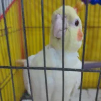 عروس لوتینو