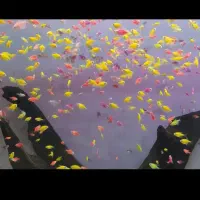 آکواریوم فروشی در خاش