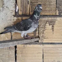 نر بزک و گوره ای