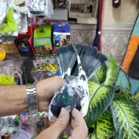 کفتر پرشی خوب|پرنده|شهریار, شهرک وائین|دیوار