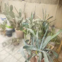 گل و کاکتوس