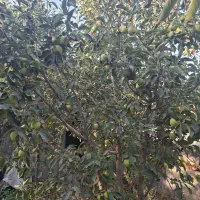 فروش باغچه کردان اغشت|فروش زمین و ملک کلنگی|کرج, مهرویلا جنوبی|دیوار