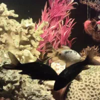 کوی مشکی|ماهی|مشهد, جانباز|دیوار