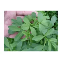 یونجه خشک بار سوم