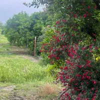 فروش-باغ-2-5هکتاری