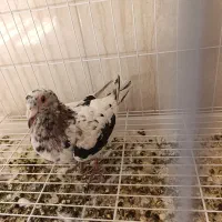کوهی لک دار به شرط همه چیز