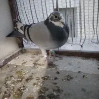 پلاکی مصافتی نر