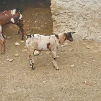 نری چاق|حیوانات مزرعه|قشم, |دیوار