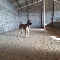 سگ نگهبان سراب ۳۰۰۰۰۰۰۰۰