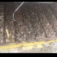 فروش زنبور عسل ده