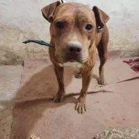 سگ پیتبول آمریکن بولی پوکت ماده دم فحل نگهبان|سگ|مشهد, شهرک مهر آباد|دیوار