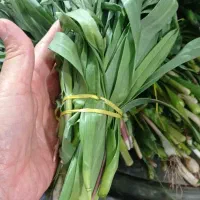 تره تازه منگشت