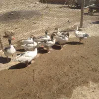 فروش غاز محلی