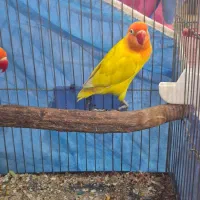 طوطی برزیلی فیشر طلایی|پرنده|اهواز, کیانپارس |دیوار